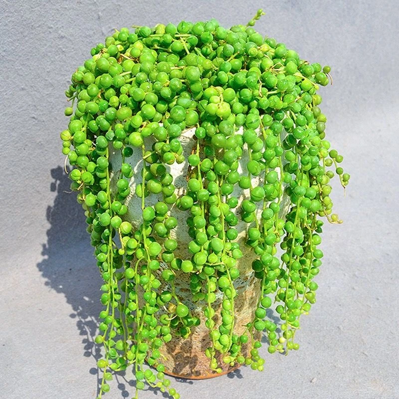 多肉植物紫玄月多肉吊兰佛珠花卉盆栽办公室绿植好养花卉珍珠吊兰