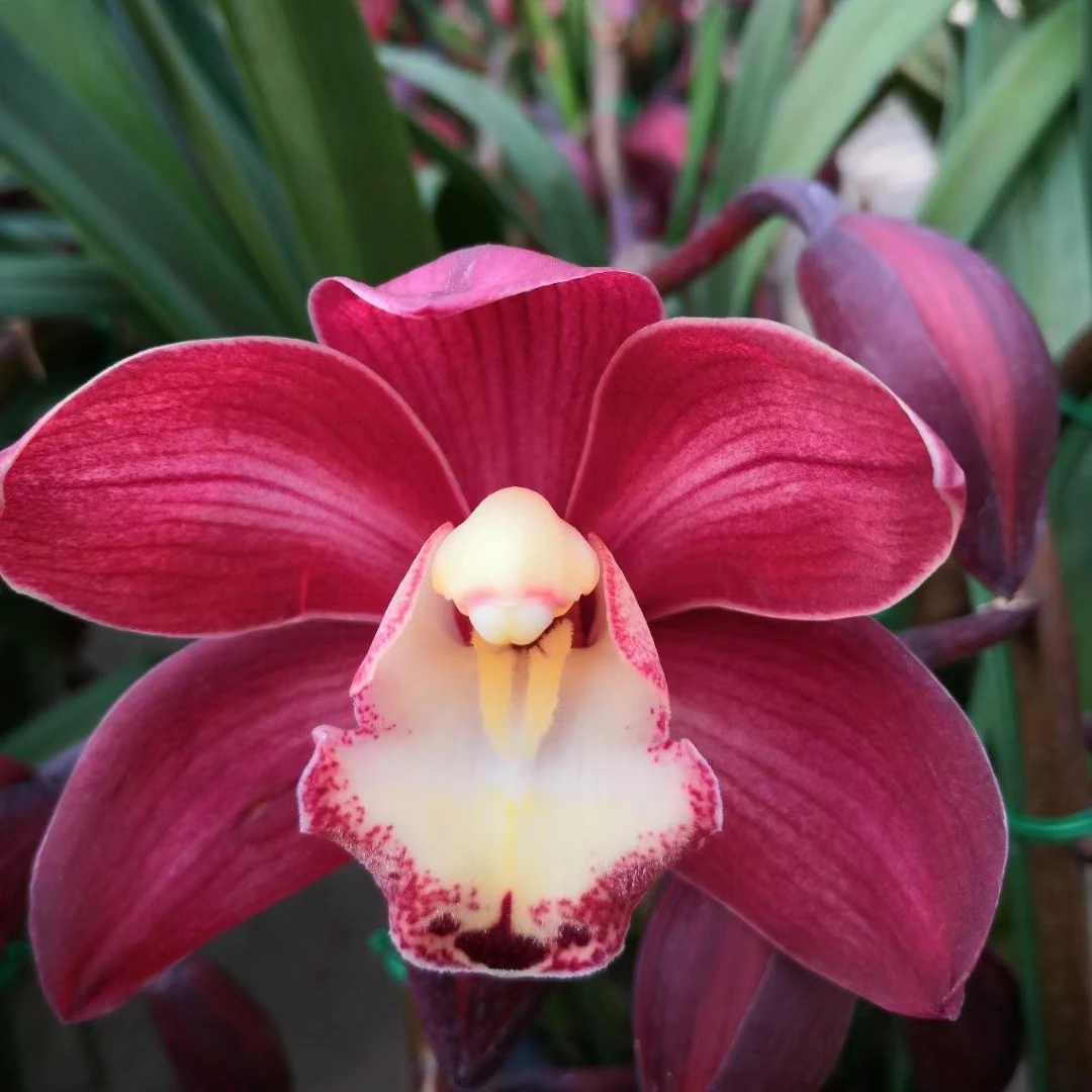 【大花蕙兰花卉/金边大红袍】花期长（拒收不售后）兰花鲜花大花惠兰