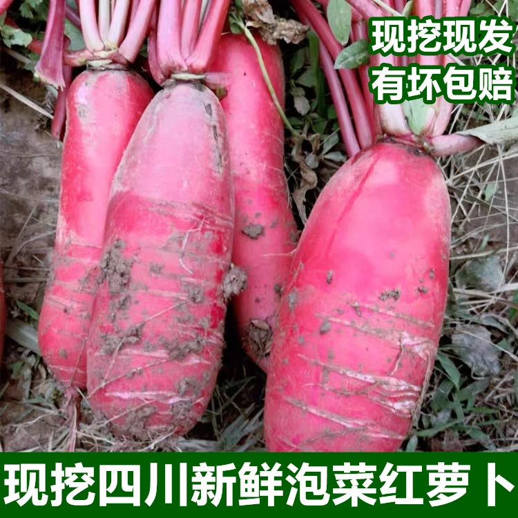 四川现挖新鲜红萝卜红皮白心泡菜萝卜