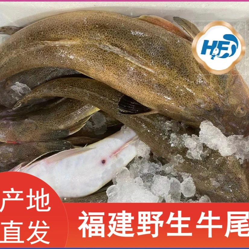 福建海鲜野生牛尾鱼1500克-2500克