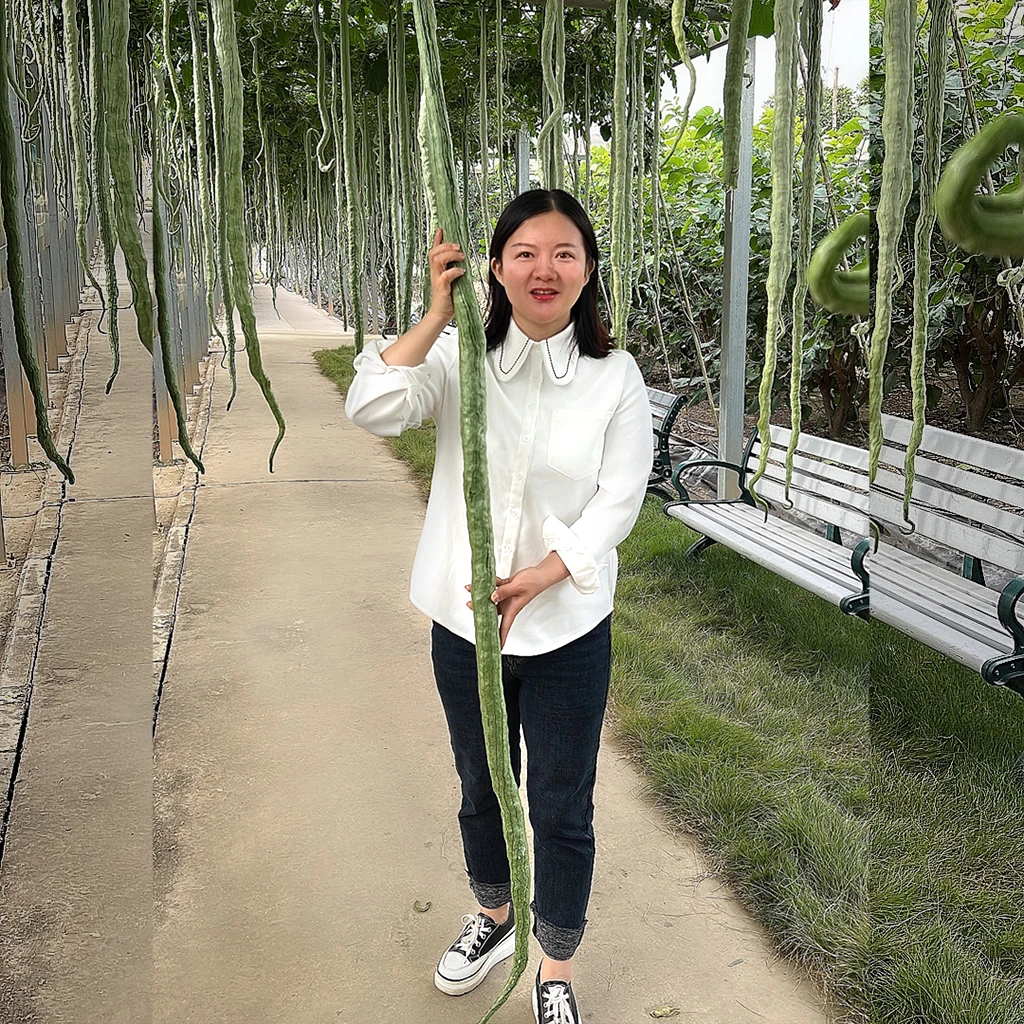 蛇瓜种子 超长蛇瓜蛇豆种子家庭小院种植瓜果蔬菜种子