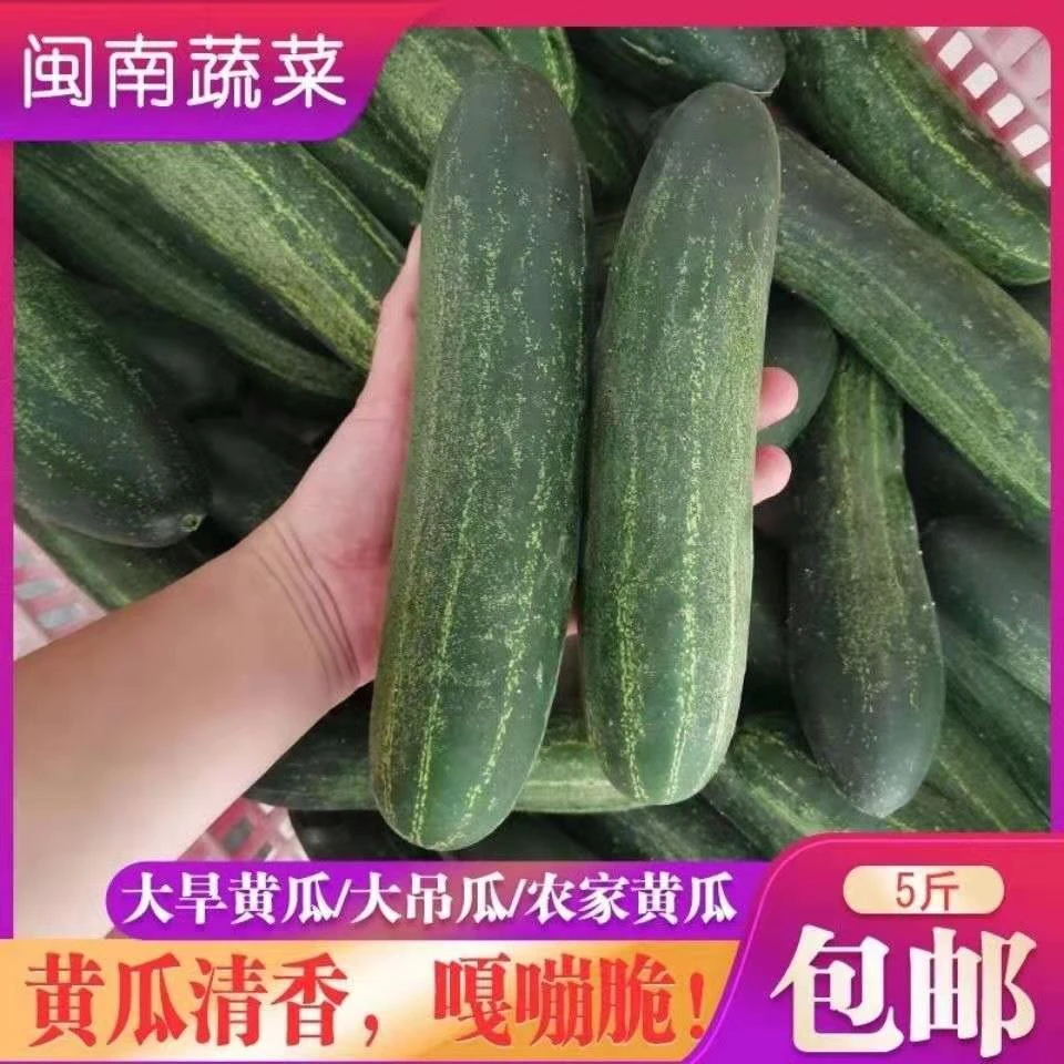 土黄瓜本地黄瓜青瓜1斤黄瓜旱黄瓜农家现摘现发孕妇当季新鲜蔬菜