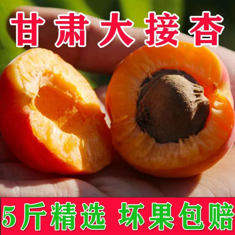 甘肃天水大接杏，净重5斤包邮山地食用