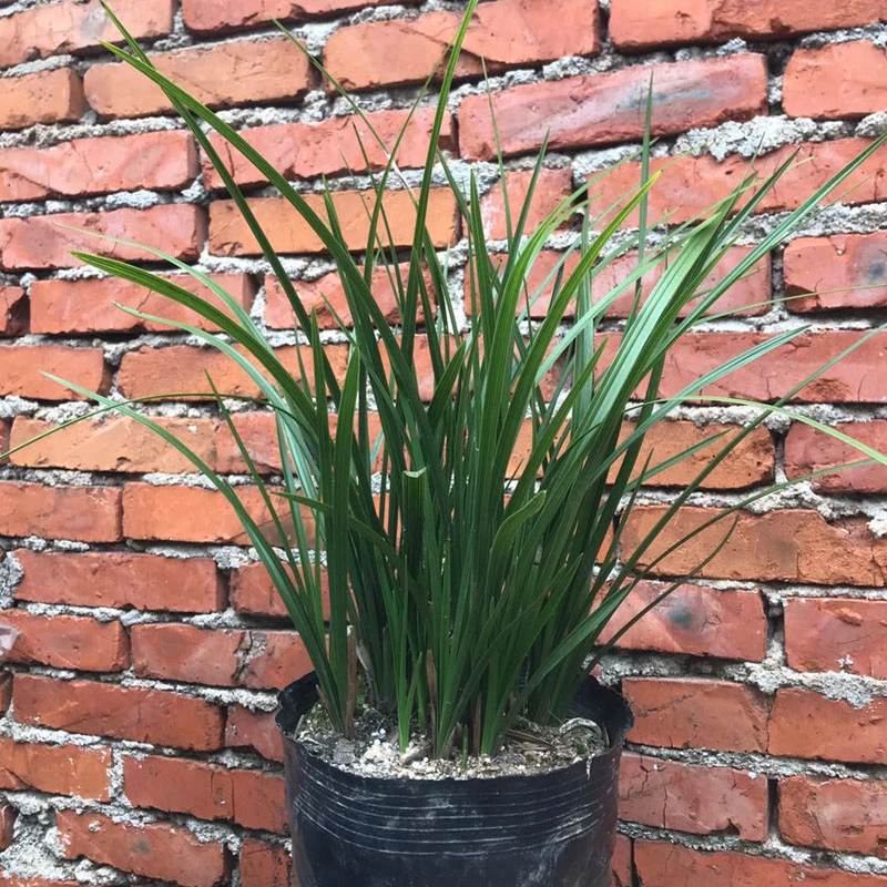 兰苗 兰花苗 兰草蕙兰大连体苗 开花浓香四季常青室内盆栽绿植