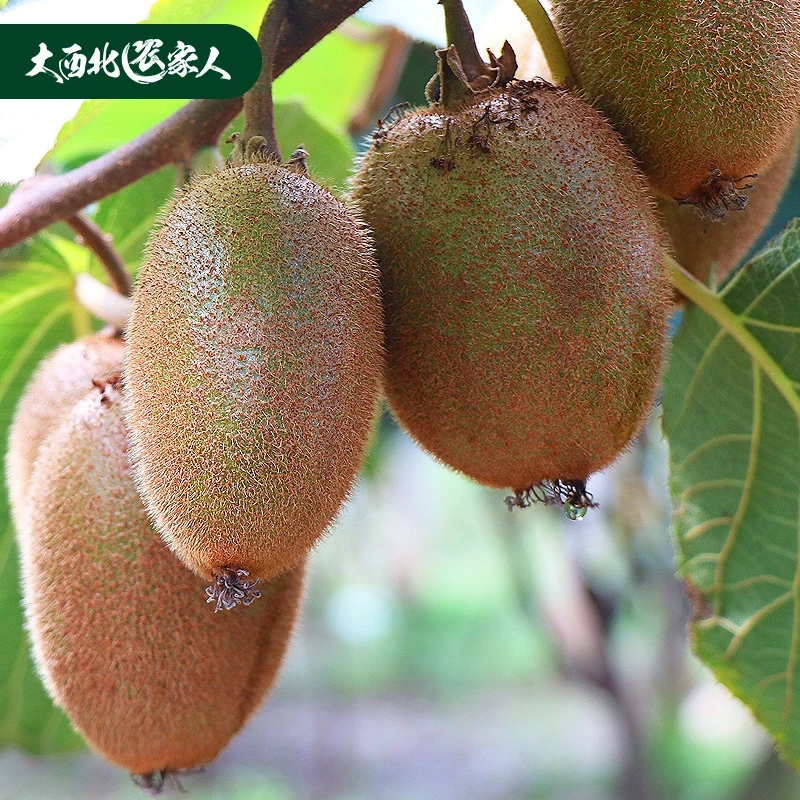 陕西周至正宗翠香猕猴桃绿心臻甜新鲜奇异果60g80g100g