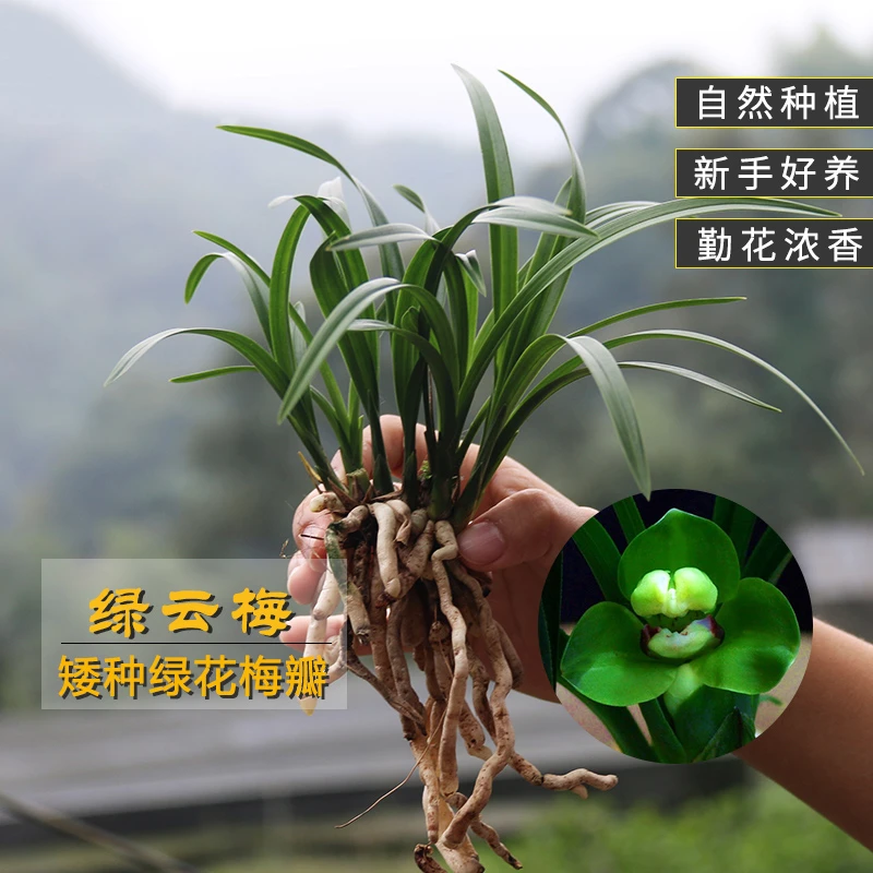刘阁兰花苗绿云梅 矮种春兰 冬带浓香花苞花卉盆栽室内阳台植物草