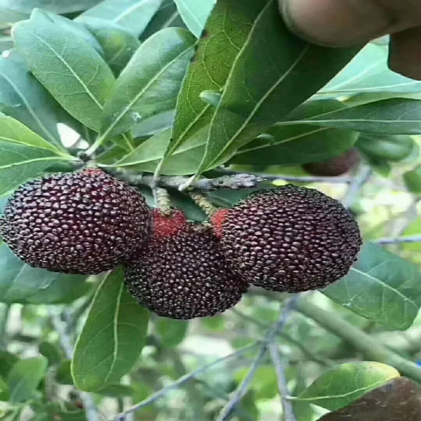 金灶乌酥杨梅4斤/8斤装当天采摘当天寄送（省外包邮）