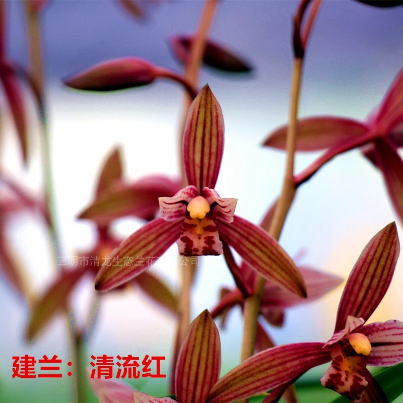 建兰 四季兰 红花 清流红光照土壤培育种植大小混合根系施肥透气