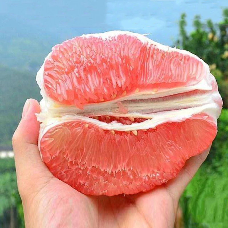 红心柚甜蜜多汁新鲜蜜柚香甜浓郁红肉柚子应季三红柚整箱包邮