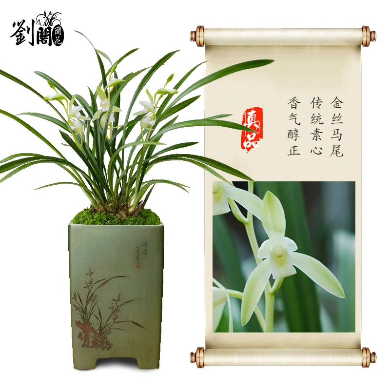 刘阁兰花 建兰四季素心兰花苗 金丝马尾 现带花苞出售花卉盆栽草