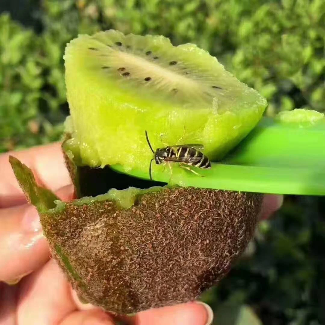 陕西眉县猕猴桃新鲜现摘营养香甜中果五斤30枚左右，十斤50枚左右