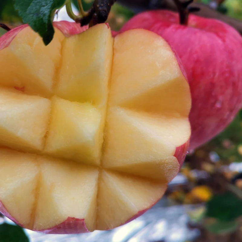红富士苹果新鲜当季水果（宝宝果）