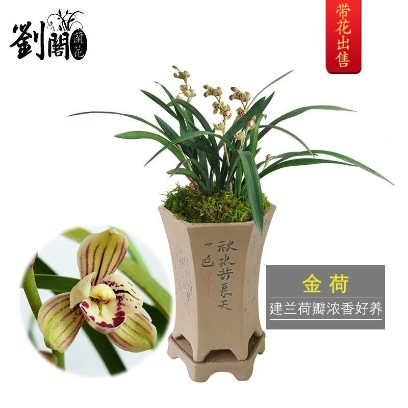 刘阁兰花苗 建兰矮种荷瓣 金荷 四季兰现带花苞出售包邮 花卉盆栽