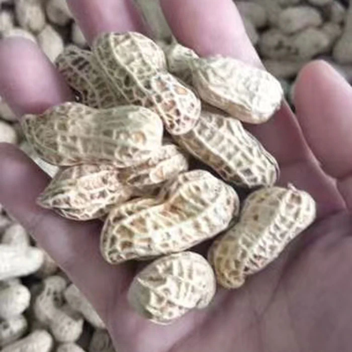 清远连州新鲜花生现挖红衣花生5斤包邮