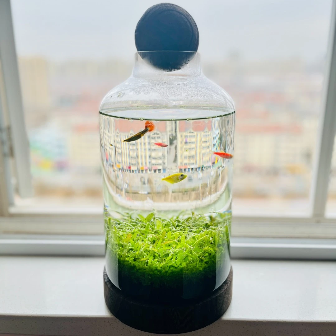 生态水草缸1736水草鱼缸桌面微景观水培绿植造景鱼虾水草自循环