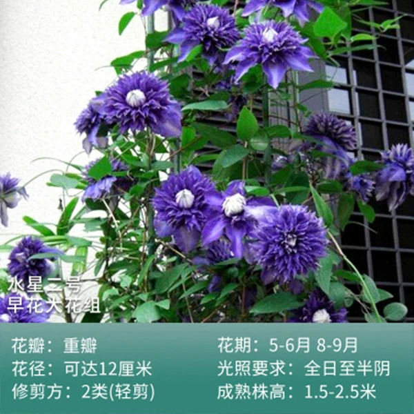 铁线莲 水星二号 二类重瓣 早花大花