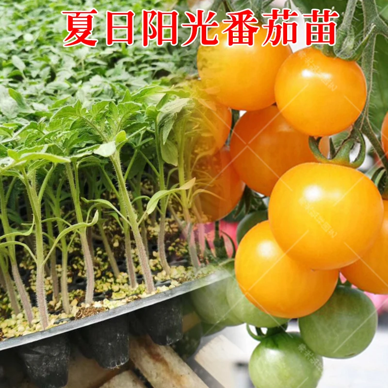 薄皮高糖番茄味浓好吃的黄色小番茄苗子种苗