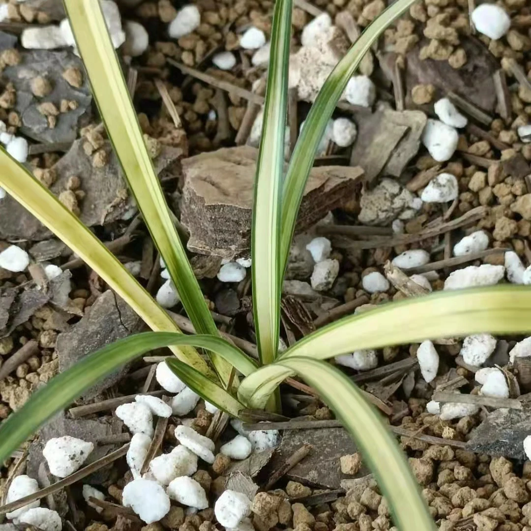 兰花艺草高端兰草