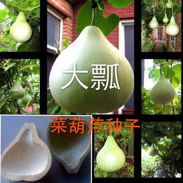 【37】传统可吃大瓢葫芦种子籽特超大巨型八宝盆栽文玩手捻小葫芦丝