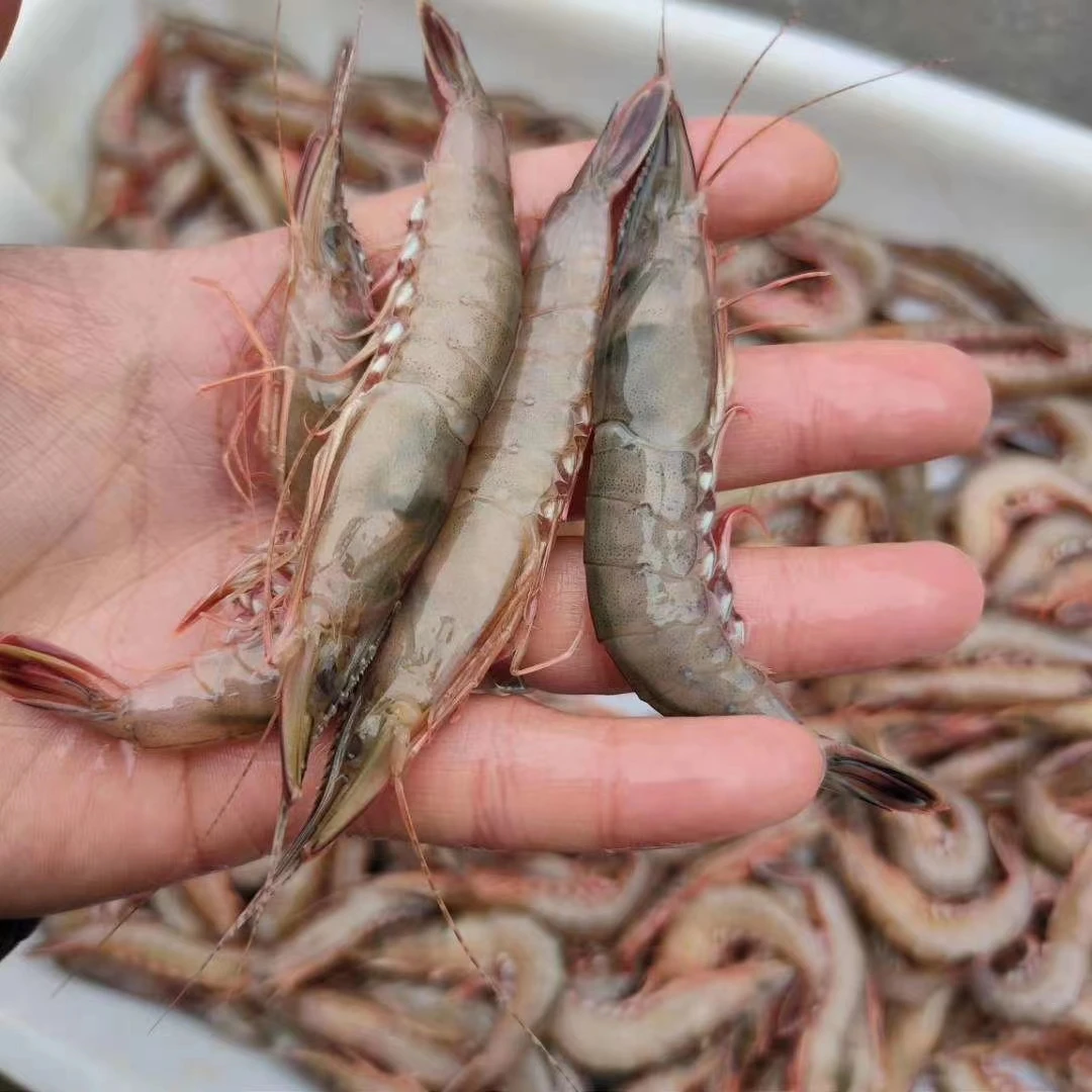 宁波象山石浦海鲜海捕滑皮虾 条虾 呛虾（中号）1500g1斤/盒