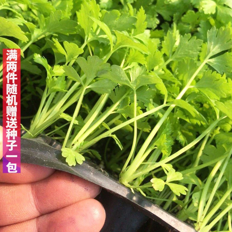 芹菜苗 四季小香芹盆栽秋冬季蔬菜苗秧苗