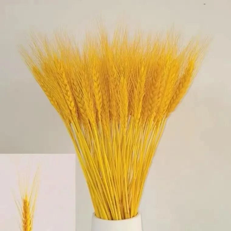 精品黄金大麦干花天然麦穗麦子花束开业金色插花田园干花花束客