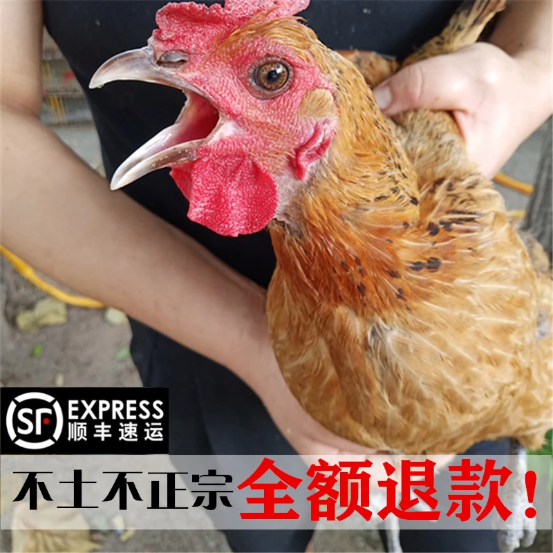 3年土鸡农家散养整只约1500克(需去农户收,发货7天左右)精选生鸡