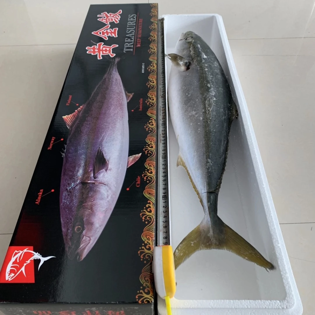 渤海湾黄金鲅鱼一条18斤