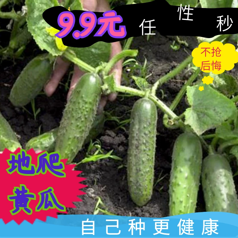 地爬黄瓜种植简单黄瓜阳台四季种植庭院春播蔬菜耐热黄瓜种子