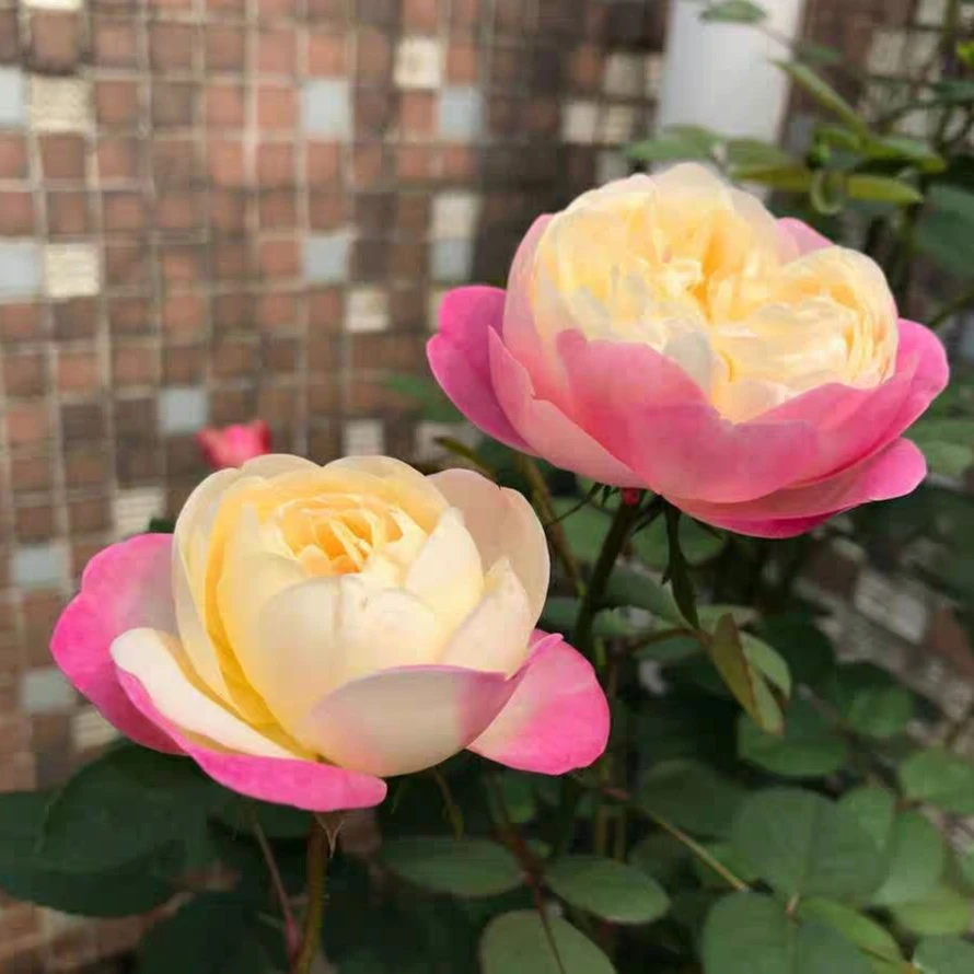 大苗和室月季花苗开花特大花浓香玫瑰花四季盆栽花卉植物树苗绿植