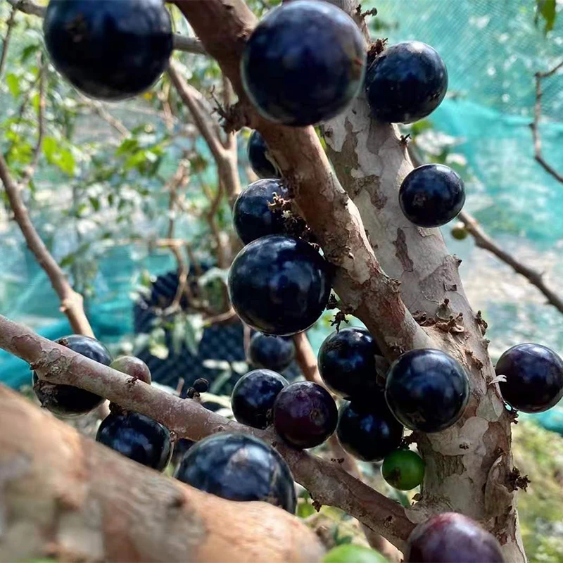 根廷嘉宝果树葡萄苗 耐寒四季品种可阳台盆栽地栽庭院种植阿