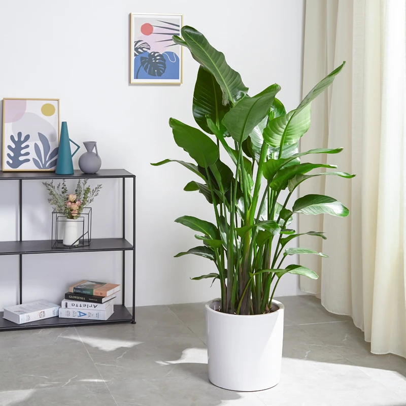 天堂鸟盆栽室内办公室绿植 送白色圆盆 叶片自然开裂 介意慎拍