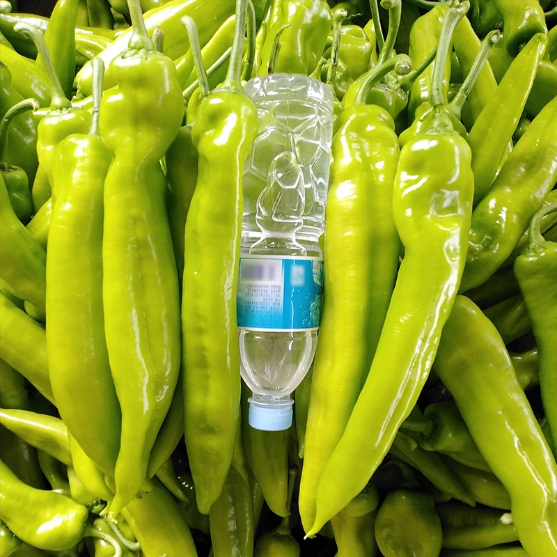 高产羊角椒辣椒苗尖椒种子牛角辣椒制作辣酱应季蔬菜种子