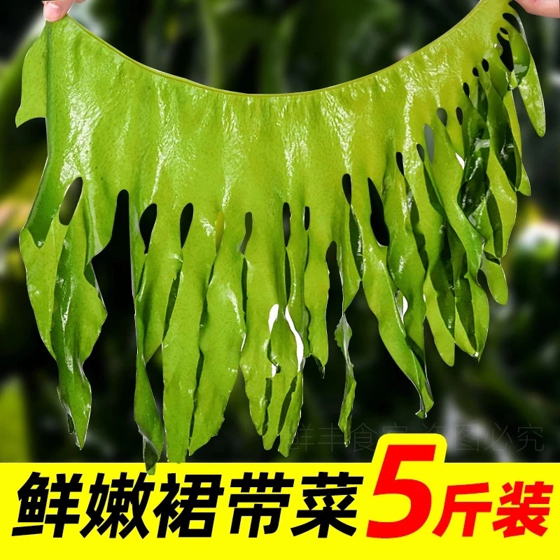 【薇】裙带菜（盐渍型/烘干型）5斤装/ 100克装   包邮