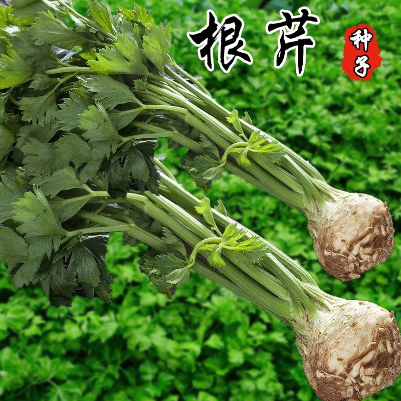 特色四季盆栽根芹种子好种植根茎膨大
