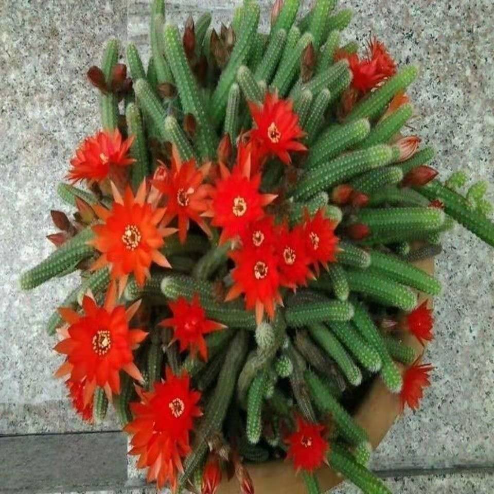 白檀仙人掌 头条搜索