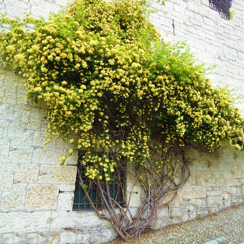 黄木香花苗爬藤植物四季开花卉大苗庭院树苗重瓣白甜蜜红木香盆栽