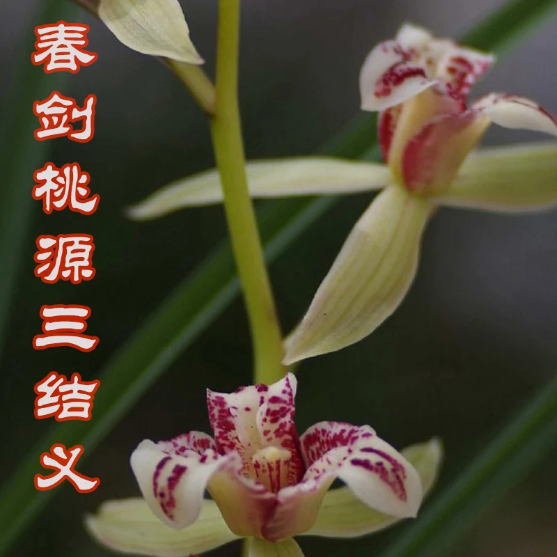 室内好养趣味绿植春剑精品三星蝶桃源三结义春天开花三星蝶之精品