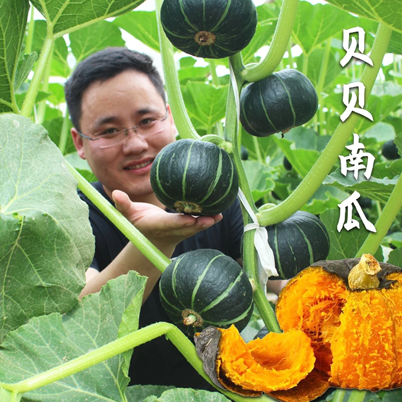 绿/黄贝贝迷你板栗南瓜种子 苗
