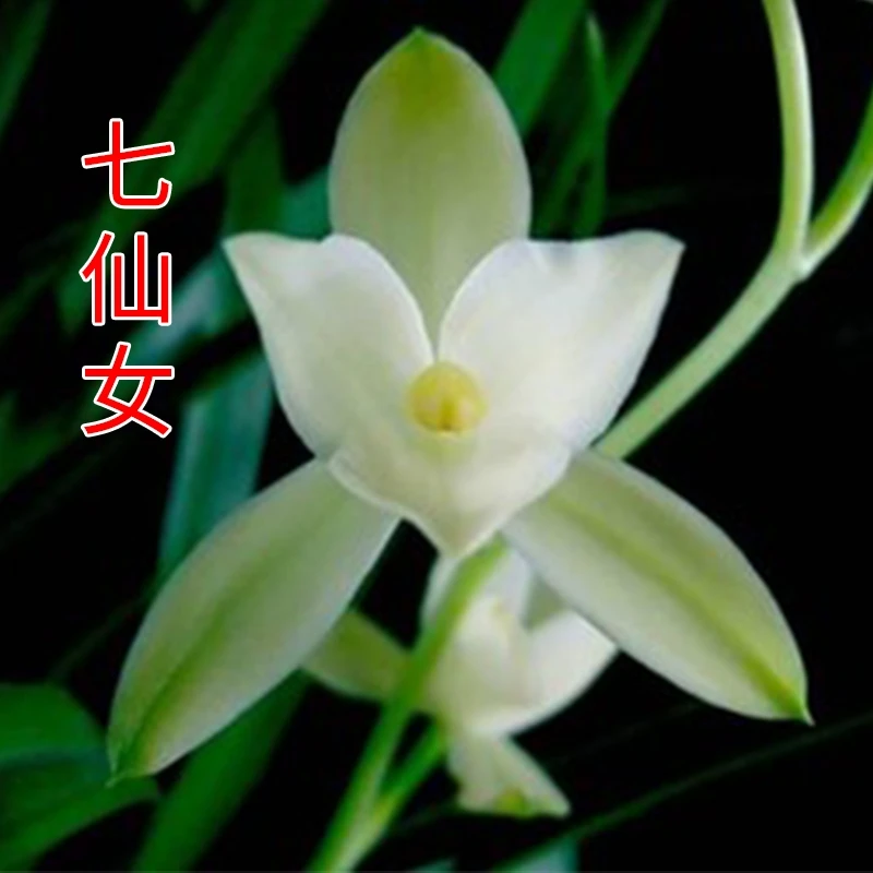 建兰 浓香型铭品 素心奇花  七仙女 新手阳台栽培兰花夏秋季开花