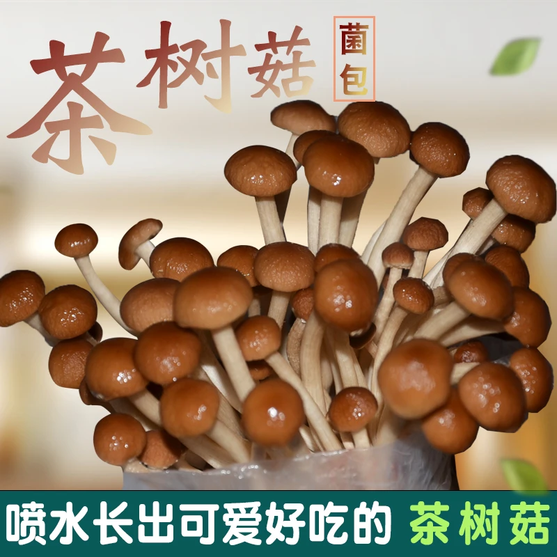 茶树菇蘑菇种植菌包阳台种蘑菇菌种菌棒菌菇种家庭室内种植食用菌