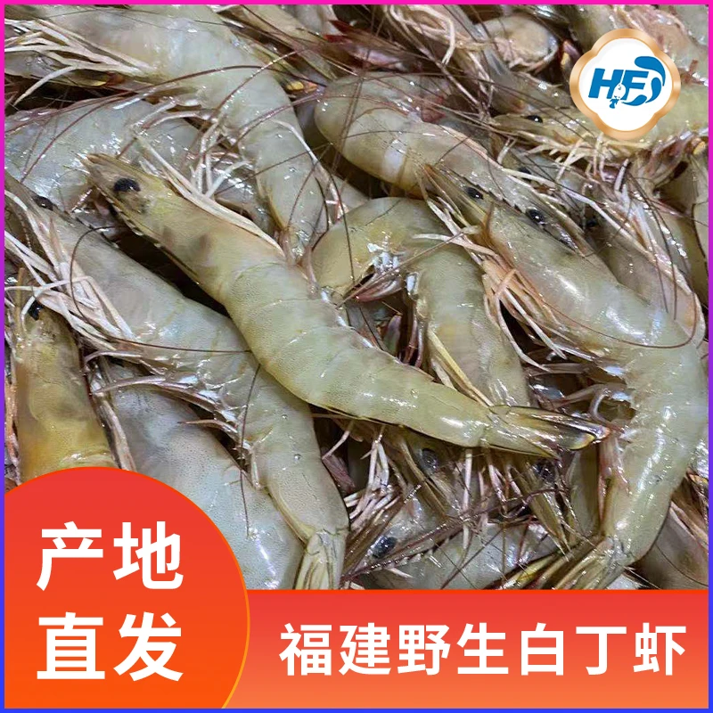 福建海鲜 野生白丁虾 1500克 2500克 寄顺丰