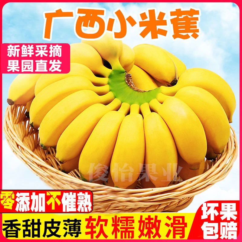 正宗广西小米蕉香蕉甜糯小米蕉批发整箱10斤新鲜应季水果非苹果蕉
