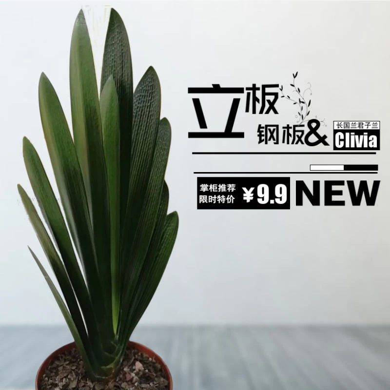 长春精品君子兰花麻脸宽叶短叶圆头技师油匠钢板立板阳台花卉盆栽