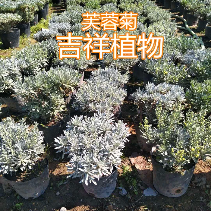 芙蓉菊银叶菊绿植香菊玉芙蓉千年艾蕲艾阳台庭院耐寒耐热花卉植物