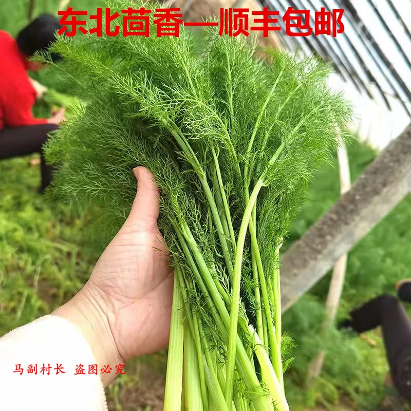 东北小茴香新鲜茴香1斤2斤顺丰包邮