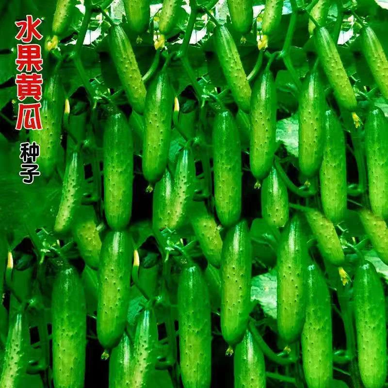 【原装高产】水果黄瓜种子甜脆节节瓜棒棒瓜四季室内阳台蔬菜种籽