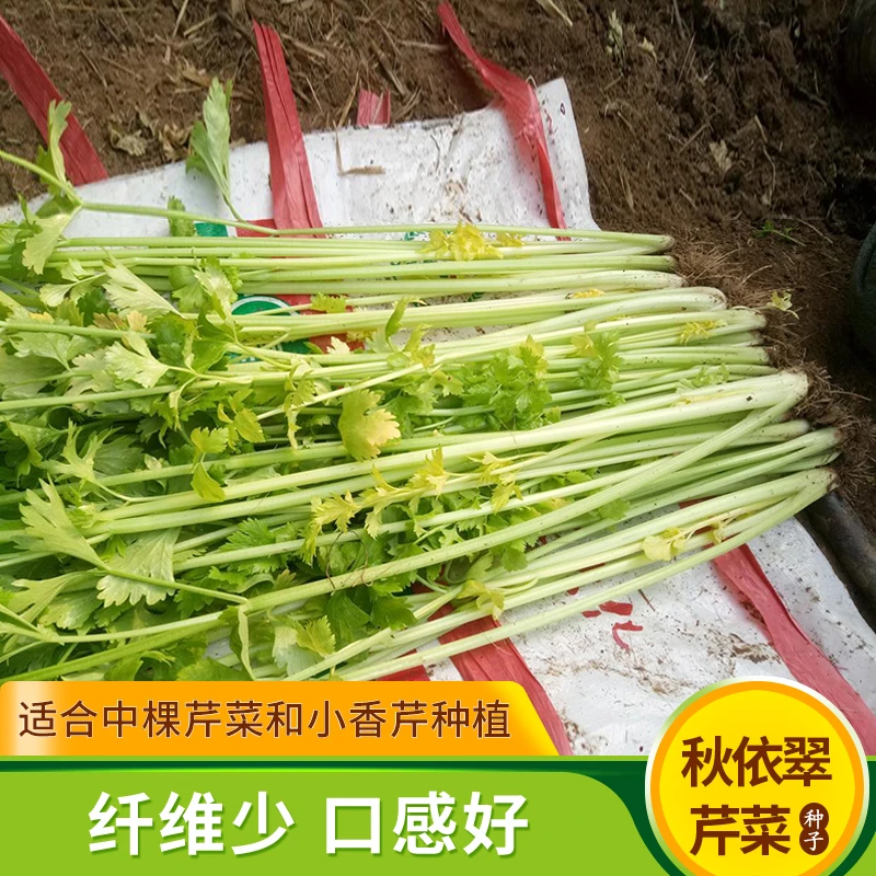 芹菜种子四季小香芹种籽黄绿实芹秋依翠春秋四季阳台大田蔬菜种孑