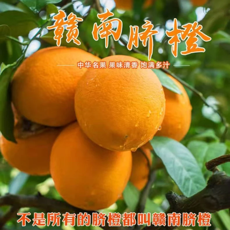 正宗赣南脐橙5/10/20斤(坏果包赔)农家原生态无籽化渣