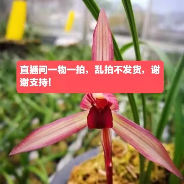 300起御兰阁兰花直播链接